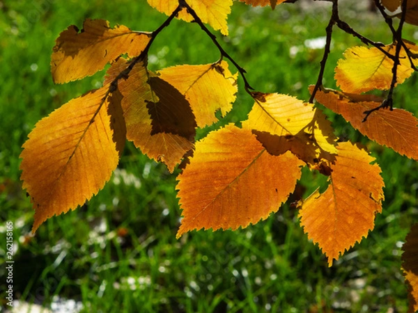 Fototapeta Leaves of elm in autumn against sunlight with bokeh background, selective focus, shallow DOF