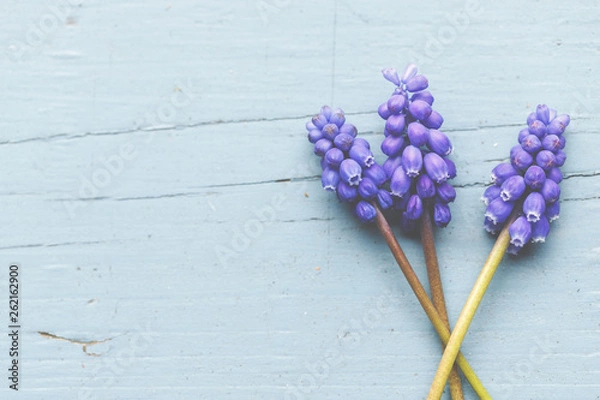 Obraz Eine violette Traubenhyazinthe in einer Vase auf rustikalen Holz-Hintergrund.