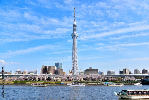 Fototapeta 春の東京スカイツリー