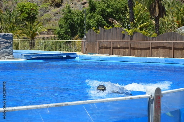 Obraz Delfines acrobáticos