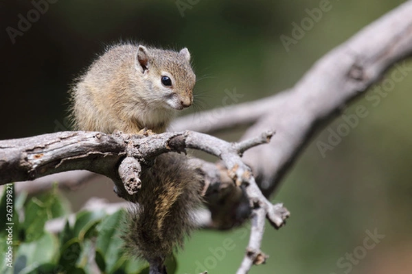 Fototapeta Ockerfußbuschhörnchen / Tree squirrel / Paraxerus Cepapi