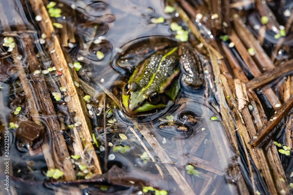 Obraz Water Frog Resting in Pond in Springtime
