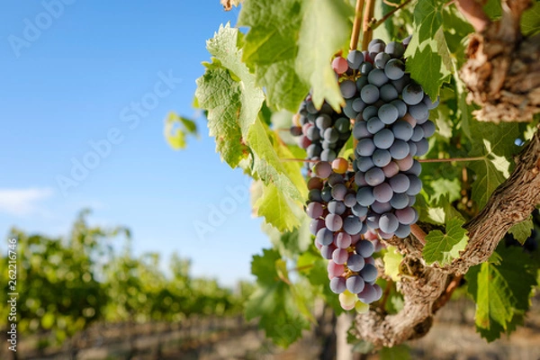 Obraz Mourvedre red wine grapes ripening in vineyard on a sunny day