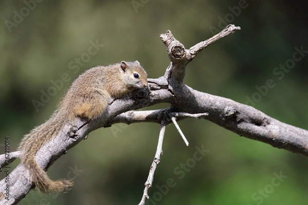 Fototapeta Ockerfußbuschhörnchen / Tree squirrel / Paraxerus Cepapi