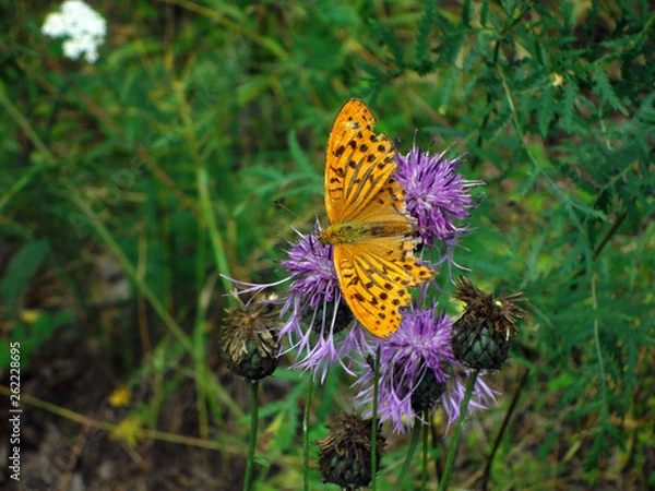 Obraz butterfly in spring