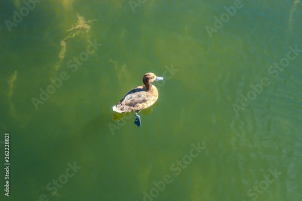 Obraz Ducks on the water