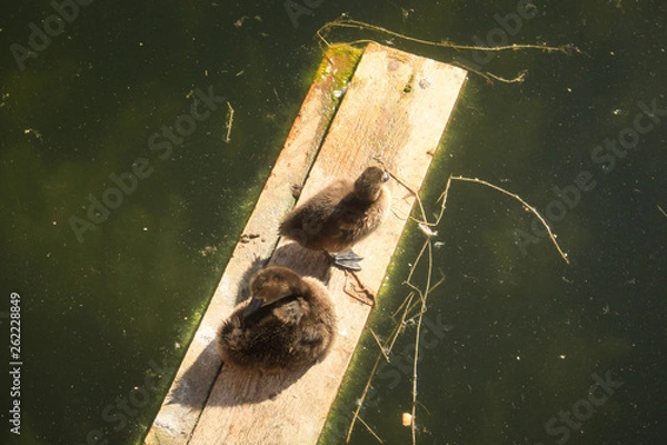 Obraz Ducks on the water
