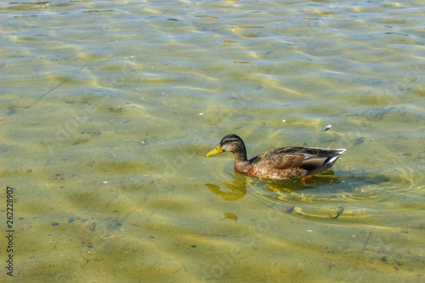 Obraz Ducks on the water