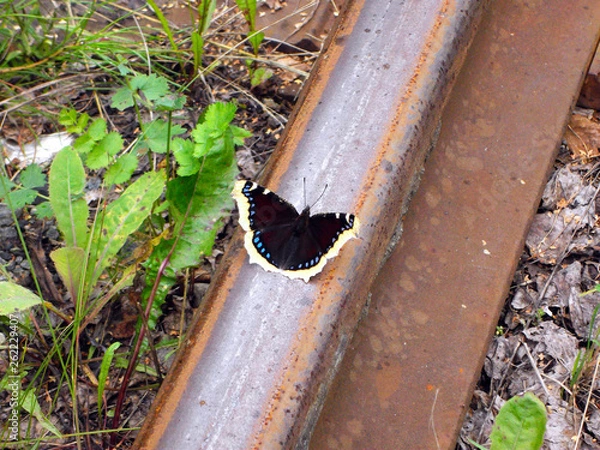 Obraz Butterfly on rail