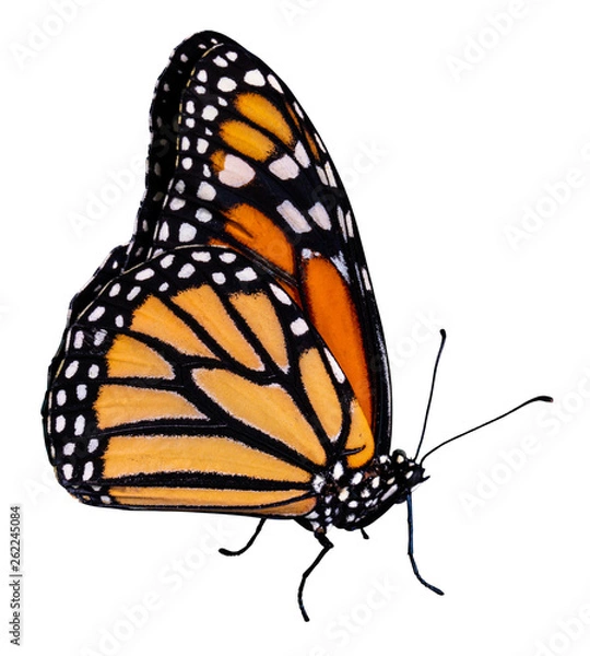Obraz Color butterfly, isolated on white background with clipping path, Papilio zargeus