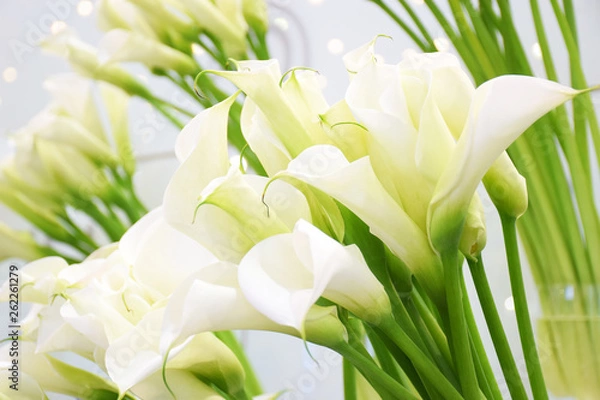 Fototapeta Many blooming white callas flowers close up with copy space. Group of Calla lilies close up, light blooming wedding background. Floral pattern. Abstract background.