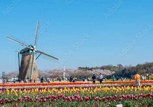 Obraz 風車とチューリップ畑