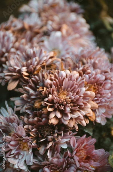 Fototapeta Colorful Flowers 