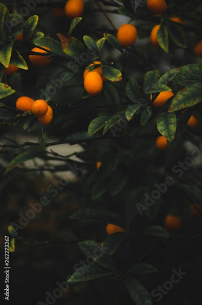 Obraz Orange tree