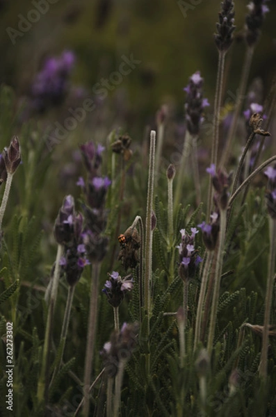 Obraz Lavender and bee
