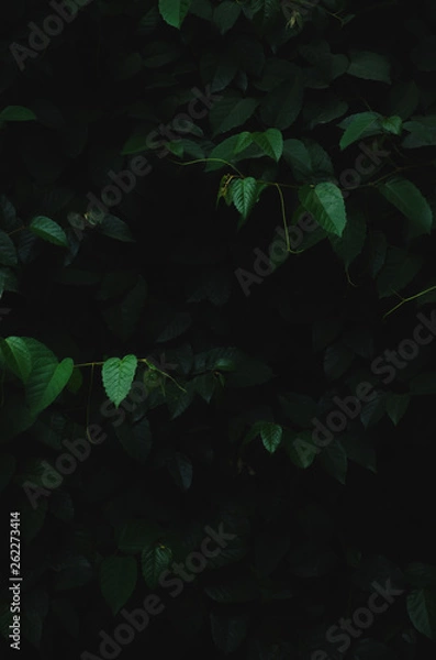 Obraz Green minimal plants