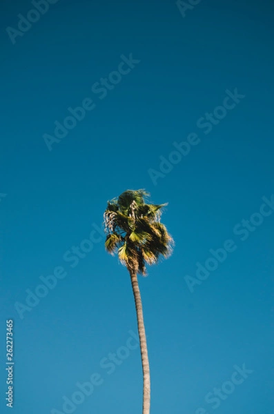 Obraz Palm tree