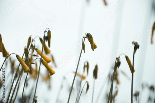 Obraz Minimalistic flowers