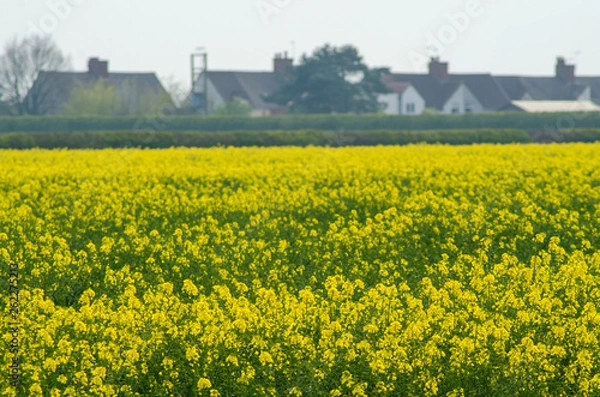 Fototapeta A view across a field full or rapeseed in bloom,