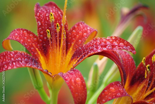 Fototapeta Zostaw Lily po pokazie deszczowym