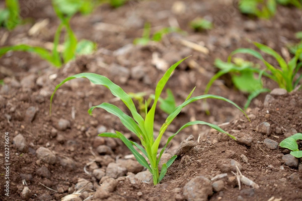 Obraz field planted with maize and beans