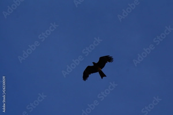 Obraz bird in flight