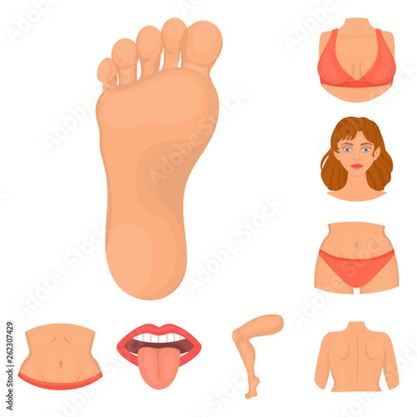 Obraz Vector illustration of body and part logo. Collection of body and anatomy stock vector illustration.
