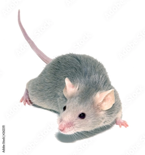Obraz mysz 3