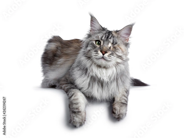 Fototapeta Very pretty silver tortie young adult Maine Coon cat, laying down side ways facing front. Looking at camera with one green eye. Isolated on white background. Paws over edge.