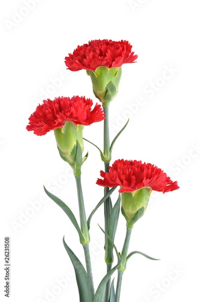 Obraz Three Red Carnation on White background