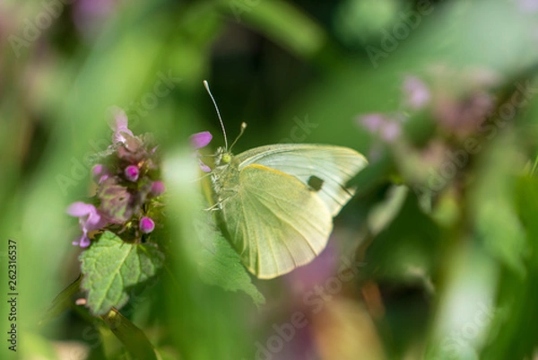 Obraz Schmetterling in einer Wiese