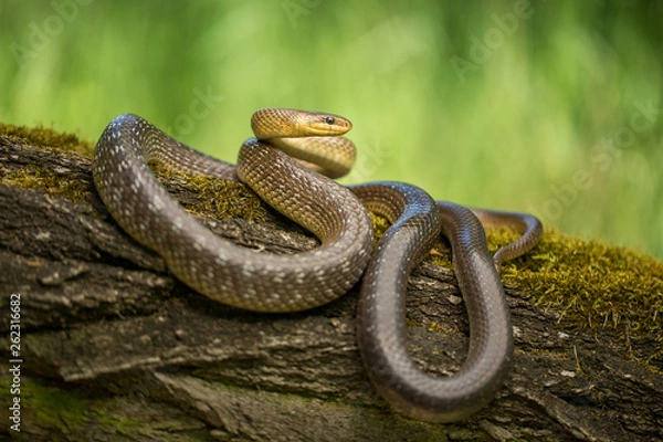 Obraz Aesculapian snake Zamenis longissimus in Czech Republic