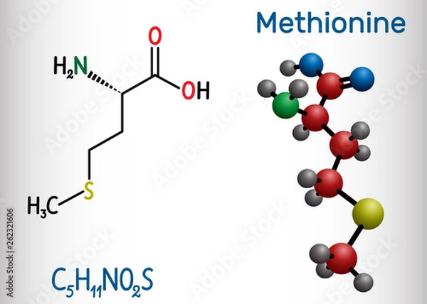 Fototapeta Methionine (l- methionine, Met , M) essential amino acid molecule.  Structural chemical formula and molecule model
