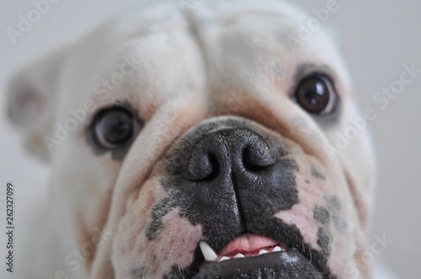 Obraz Bulldog branco