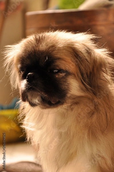 Obraz Cachorro sob luz natural