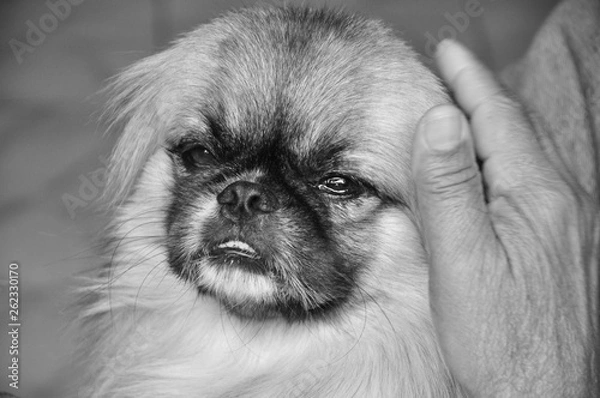 Obraz Cachorro pequinês