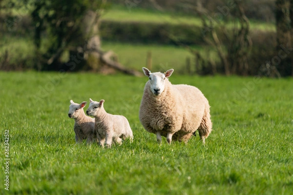 Obraz Ewe with lambs.