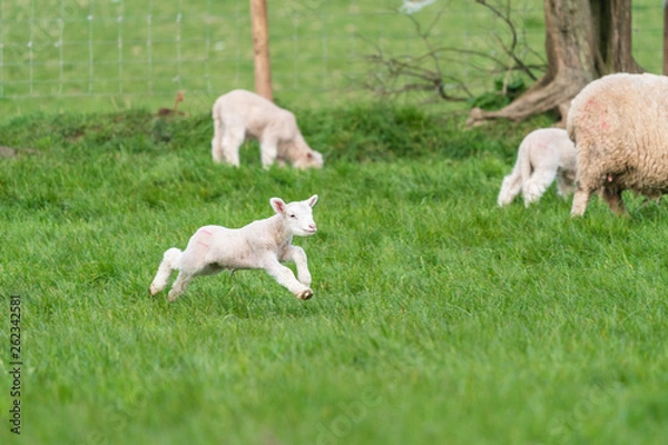 Obraz Lamb playing.