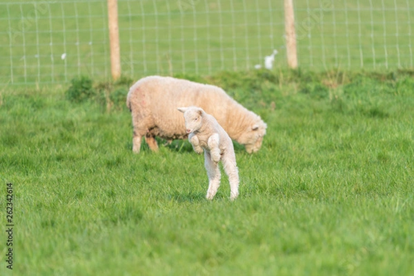 Obraz Lamb playing.