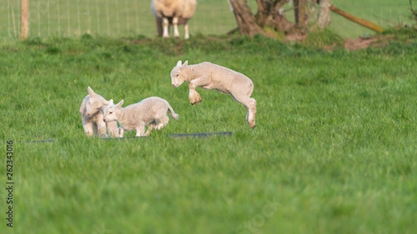 Obraz Lambs playing.