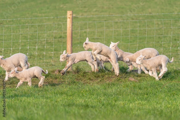 Obraz Lambs playing.
