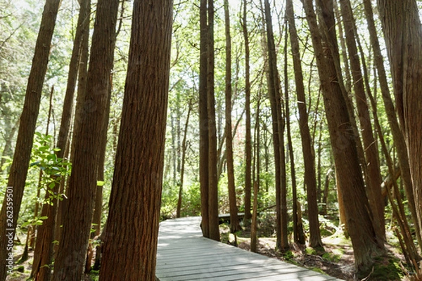 Obraz White Cedar Swamp Trail
