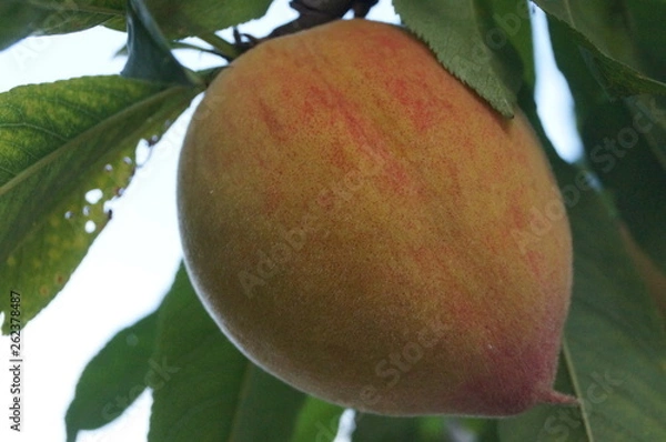 Fototapeta Peach