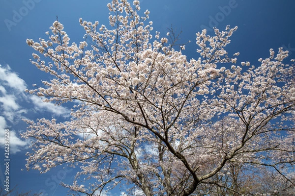 Fototapeta 吉野山の桜