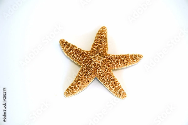 Obraz starfish