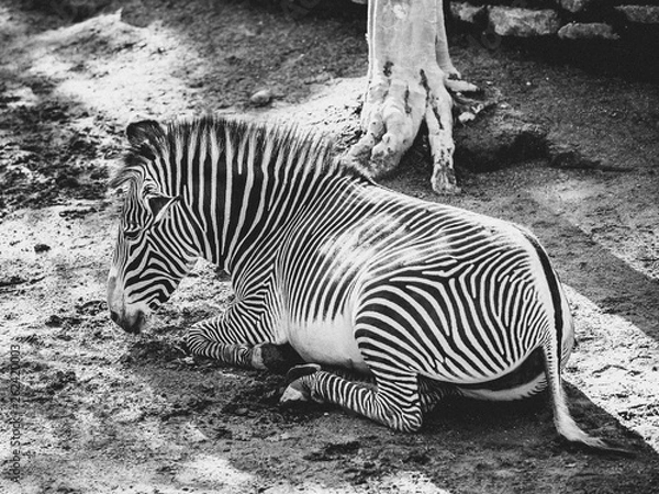 Obraz Resting Zebra