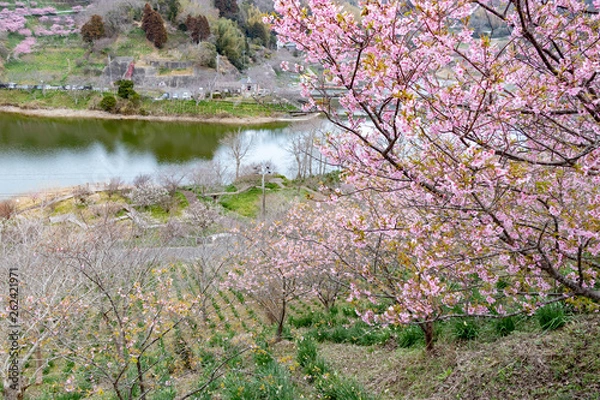 Fototapeta 佐久間ダムの河津桜　千葉県安房郡鋸南町