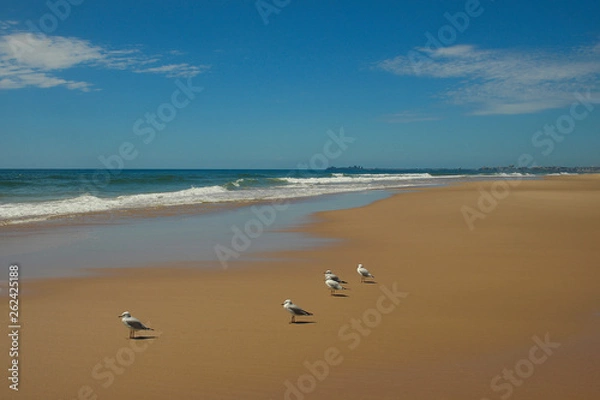 Obraz Seagulls on the beach
