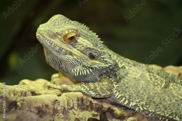Obraz Pogona vitticeps