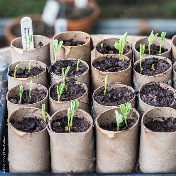 Obraz Sweet Pea Seedlings